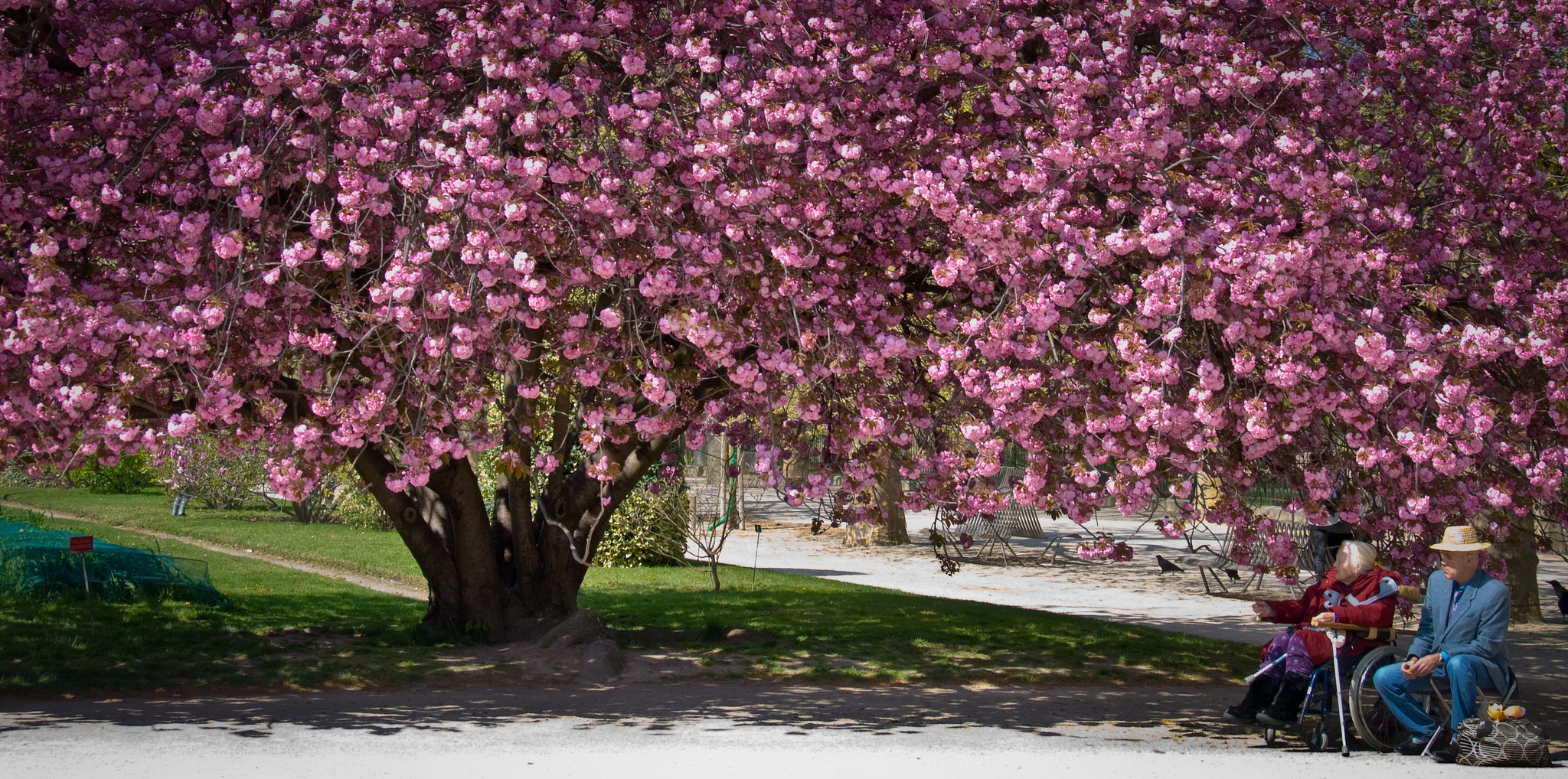 jardin des plantes